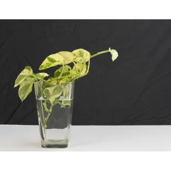 Water Money Plant